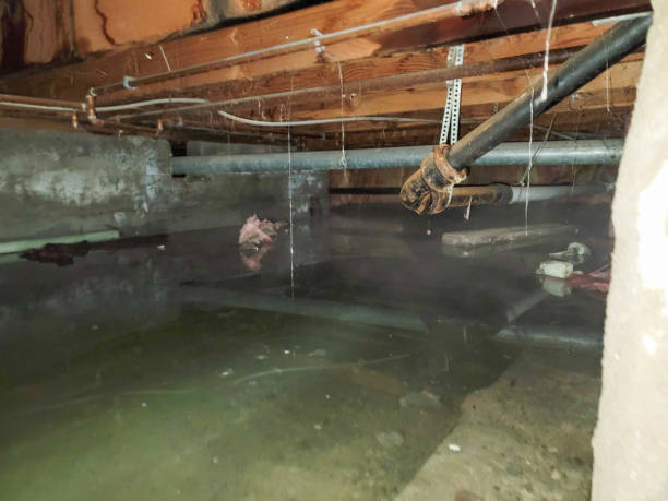 Best Basement water damage restoration  in Kadelphia, AR